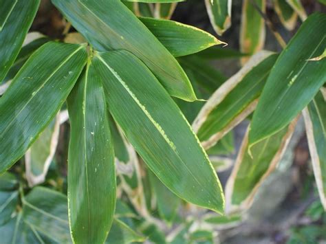 平行脈植物